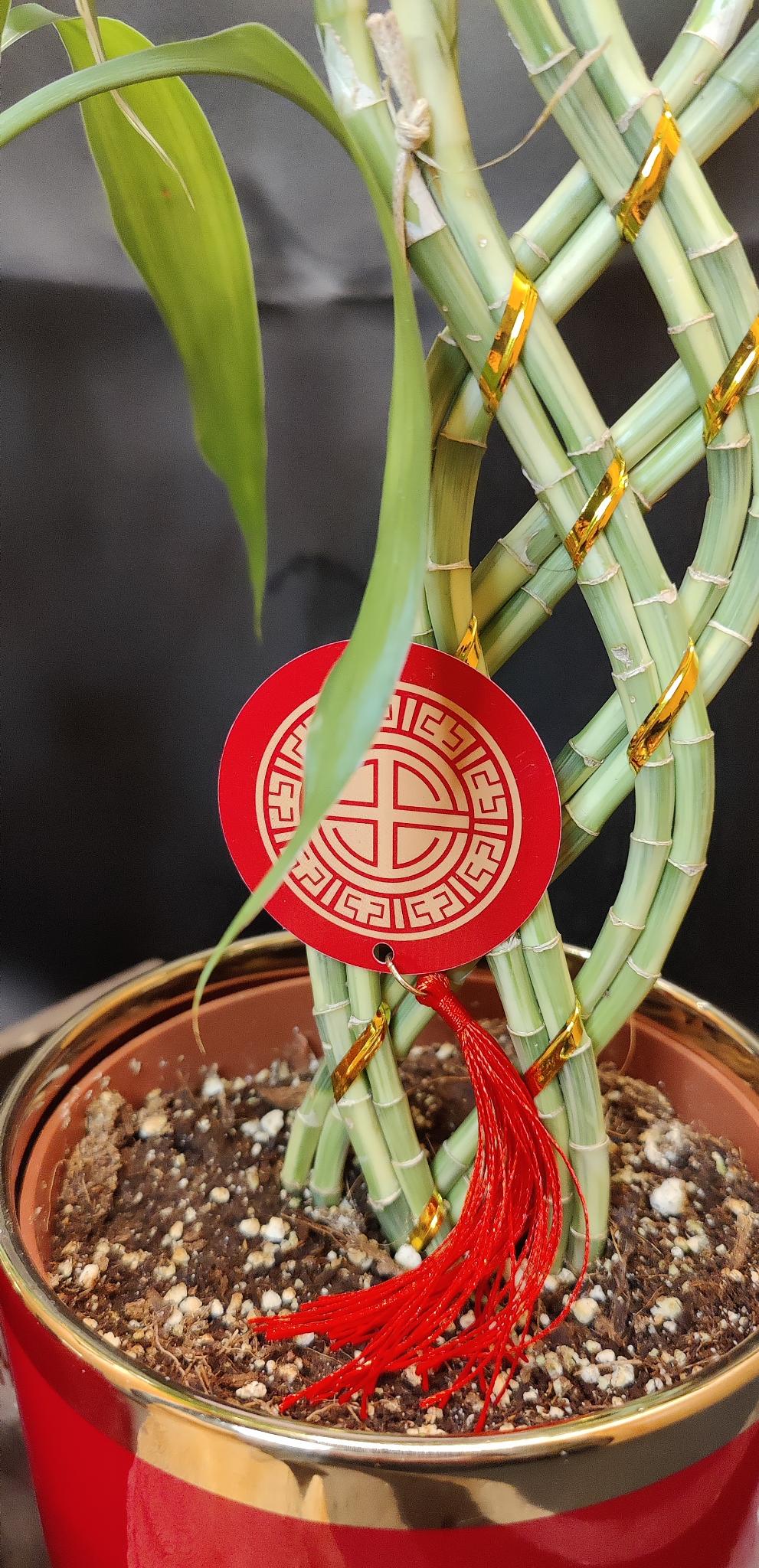 Bamboo Trellis 8 Stem Bread 5"