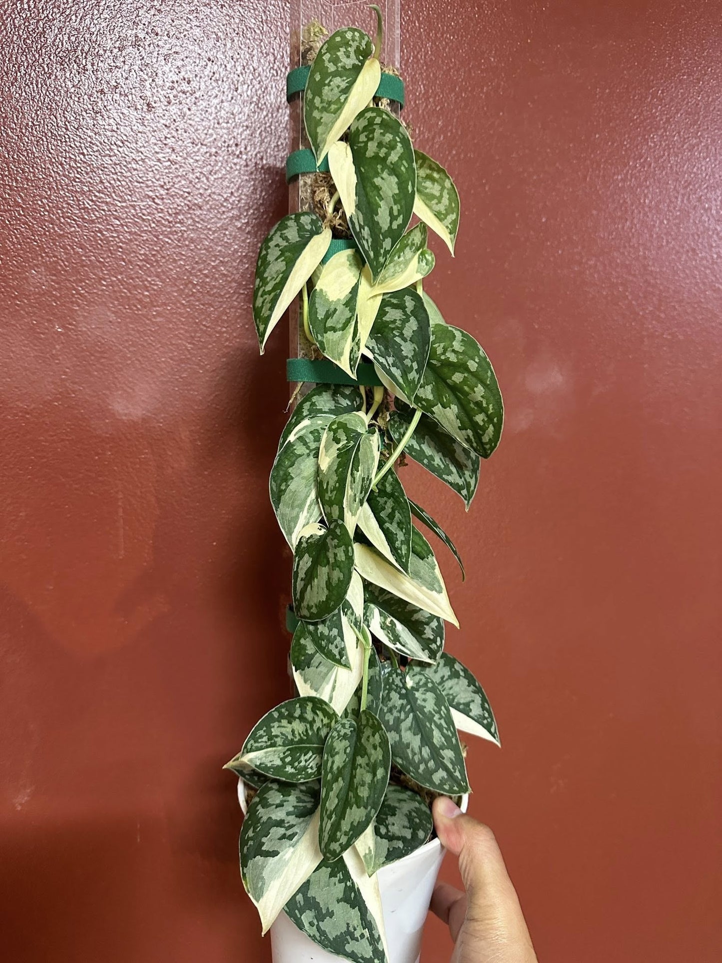 Scindapsus Mayari Propagations