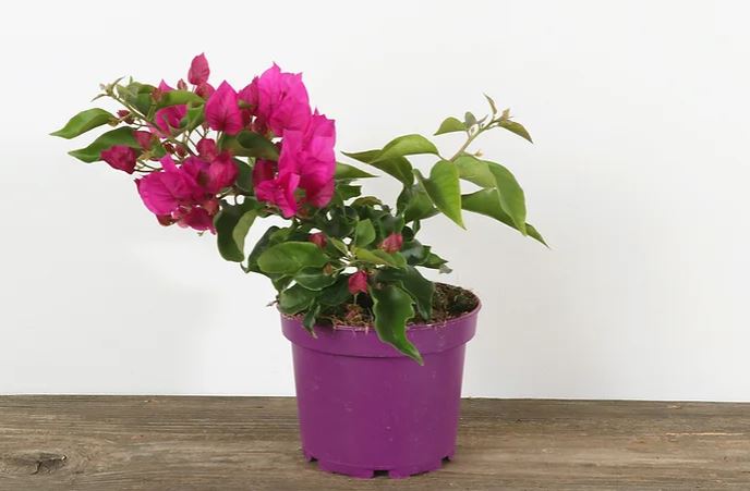 Bougainvillea