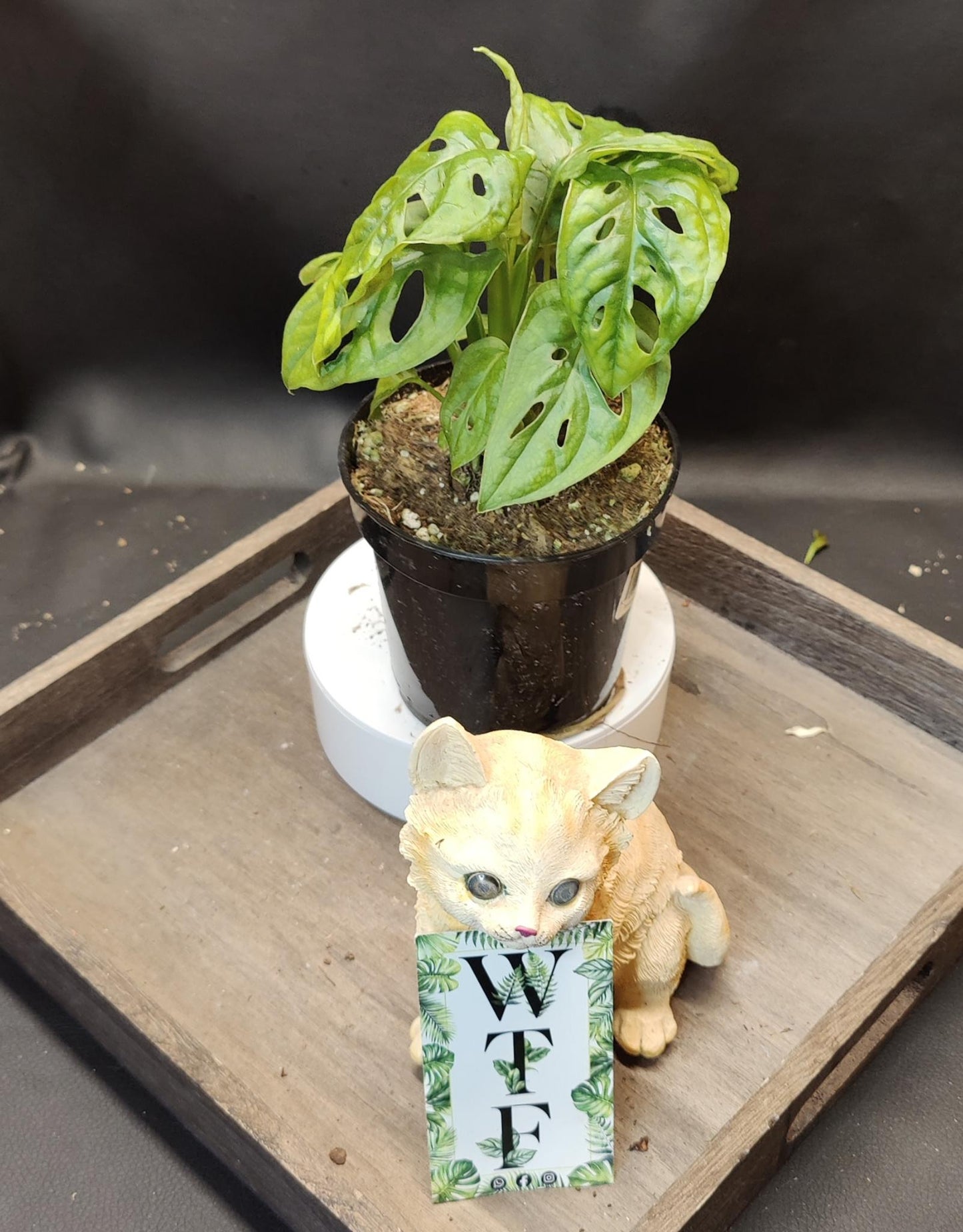 Monstera Adansonii Swiss Cheese Vine