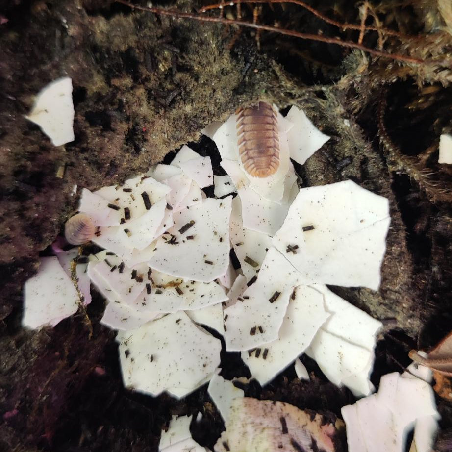 Cubaris sp. - Red Edge Isopods