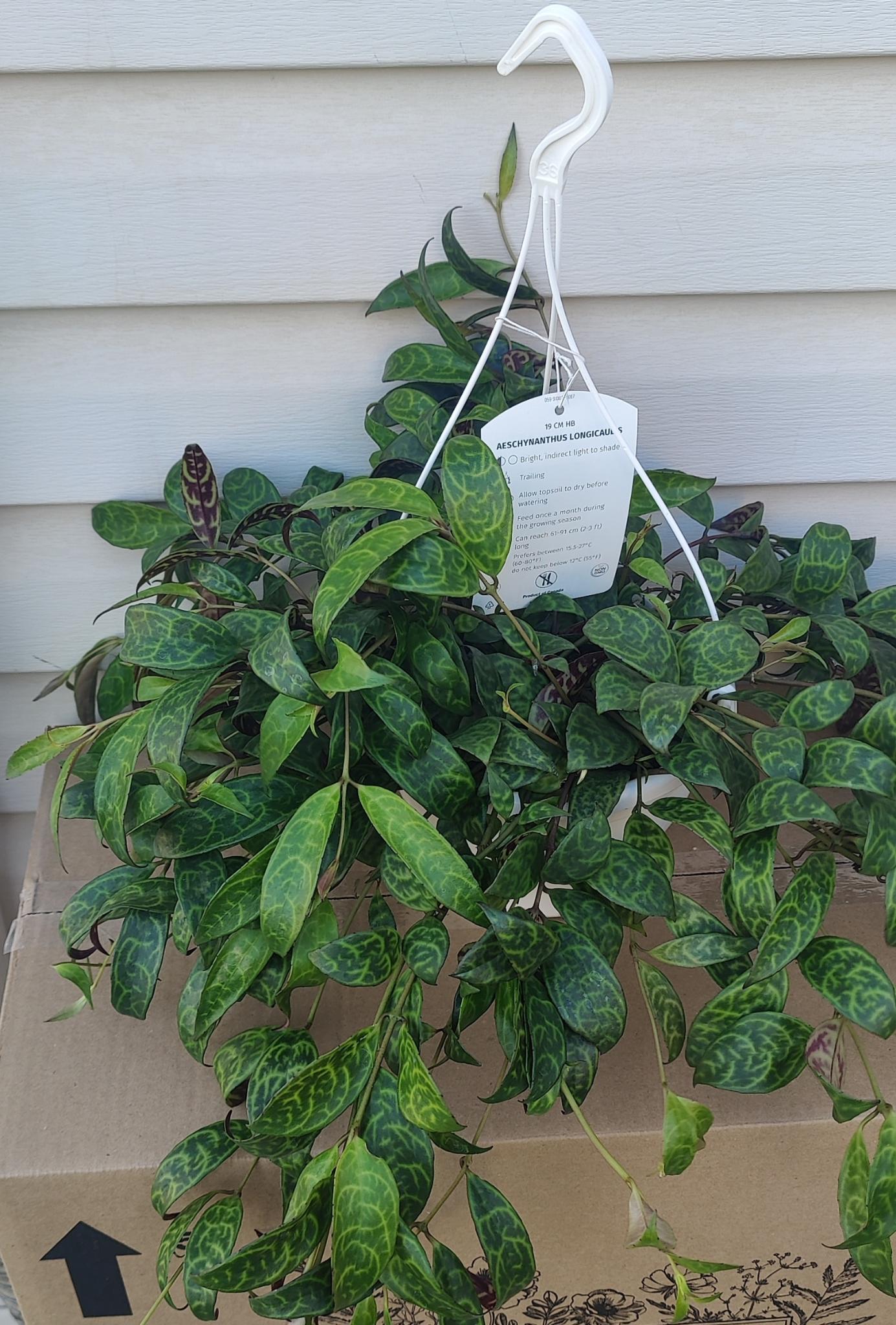 Lipstick Plant Black Pagoda