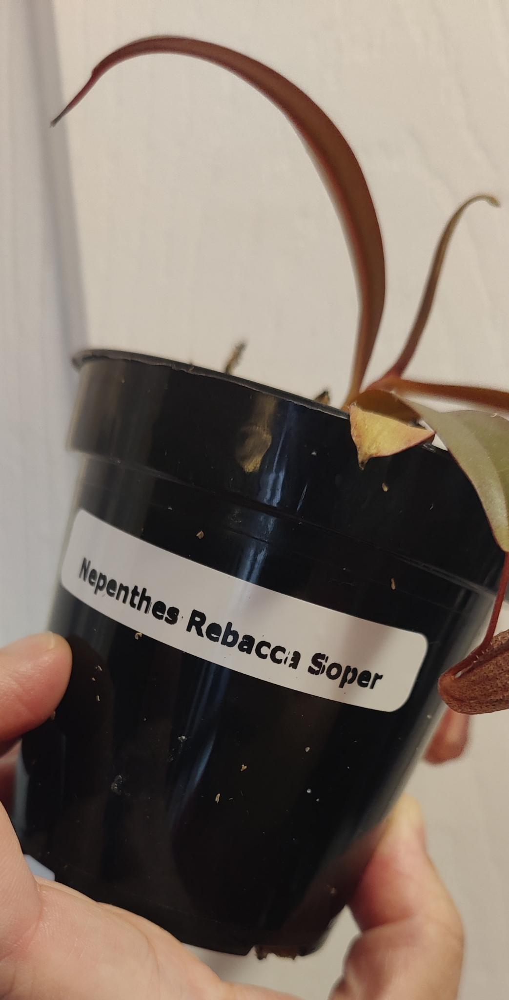 Nepenthes x Rebecca Soper