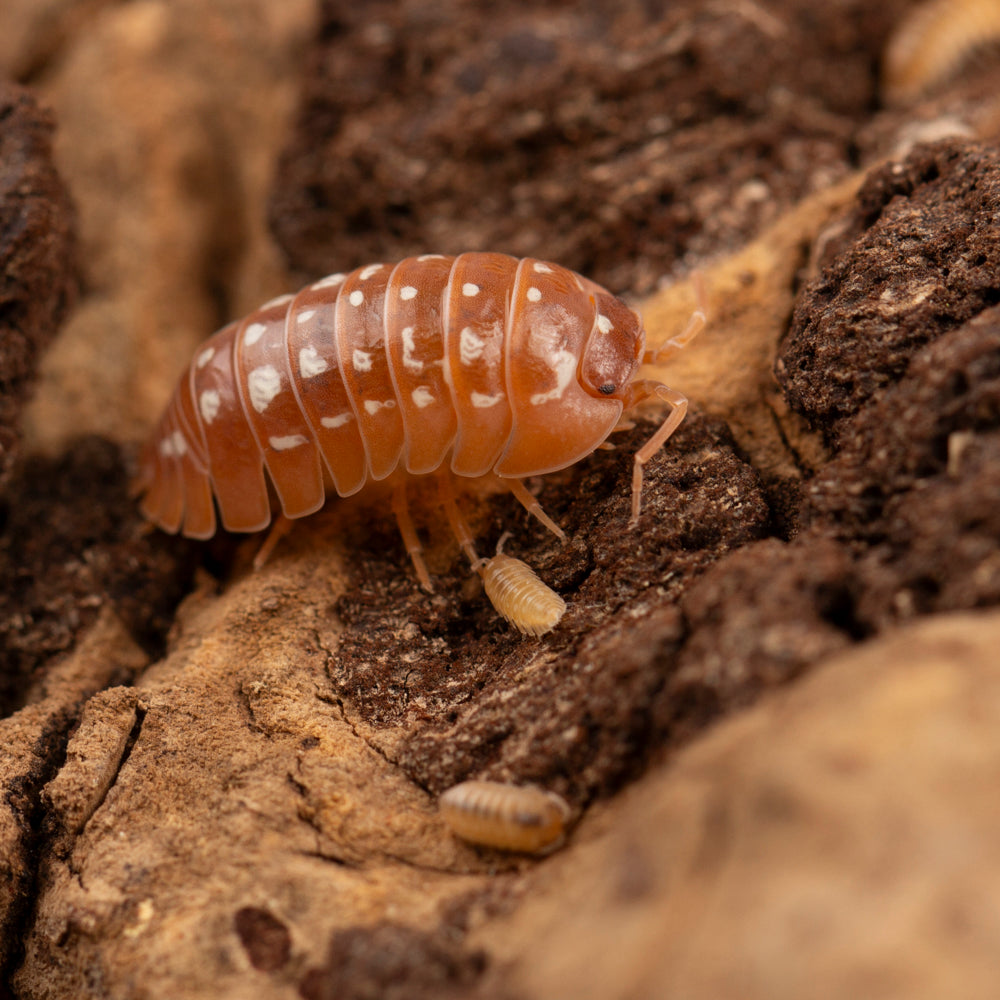 Armadillidium Werneri Orange