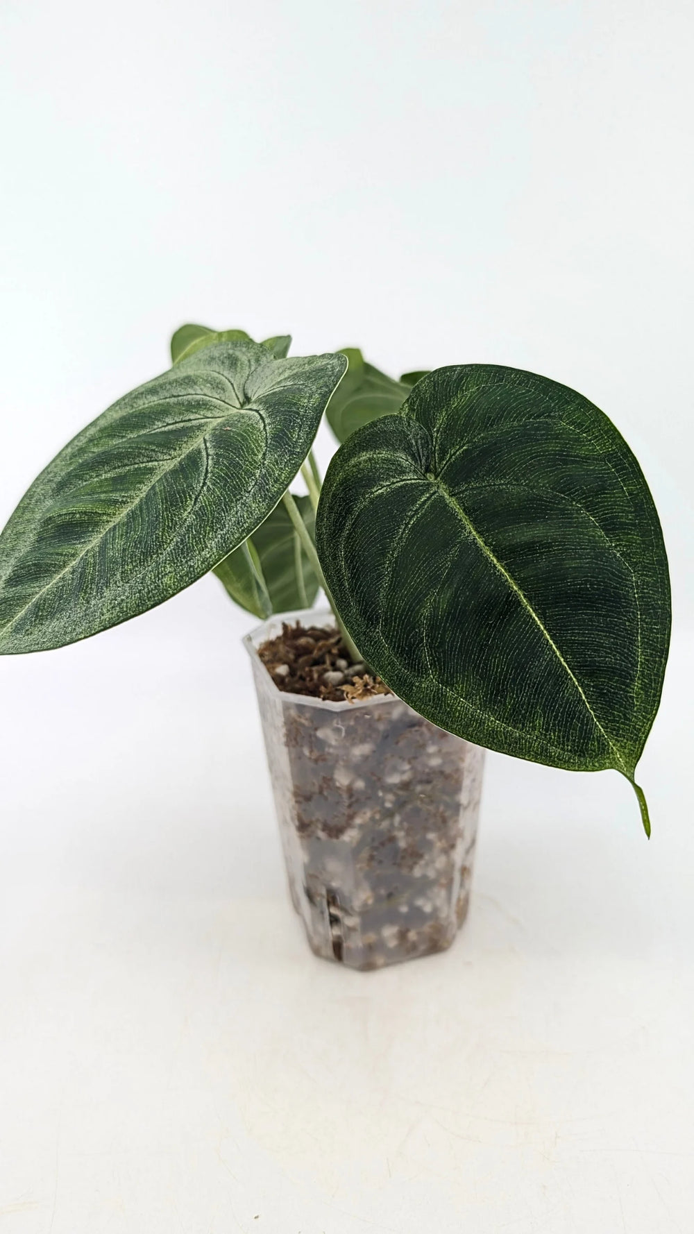 Arrowhead Plant Frosted Heart (Syngonium) 4" pot