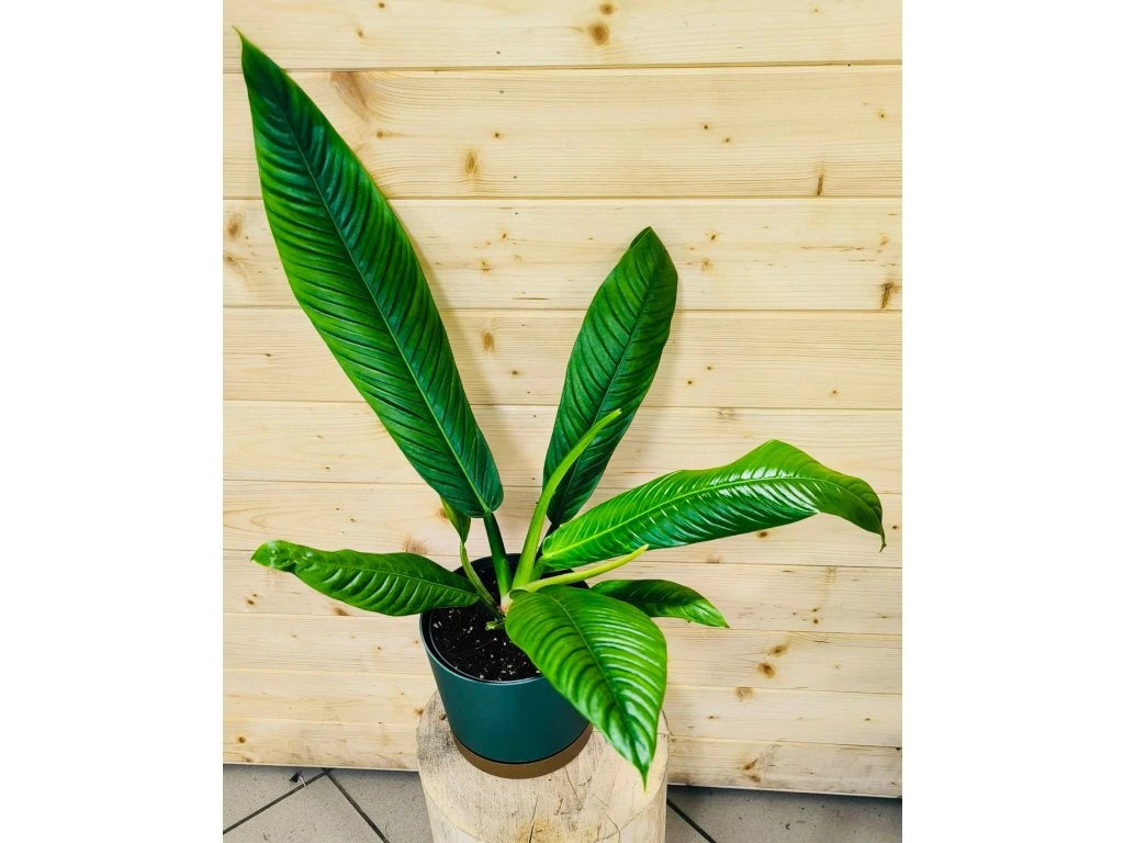 Philodendron Lynette 4"