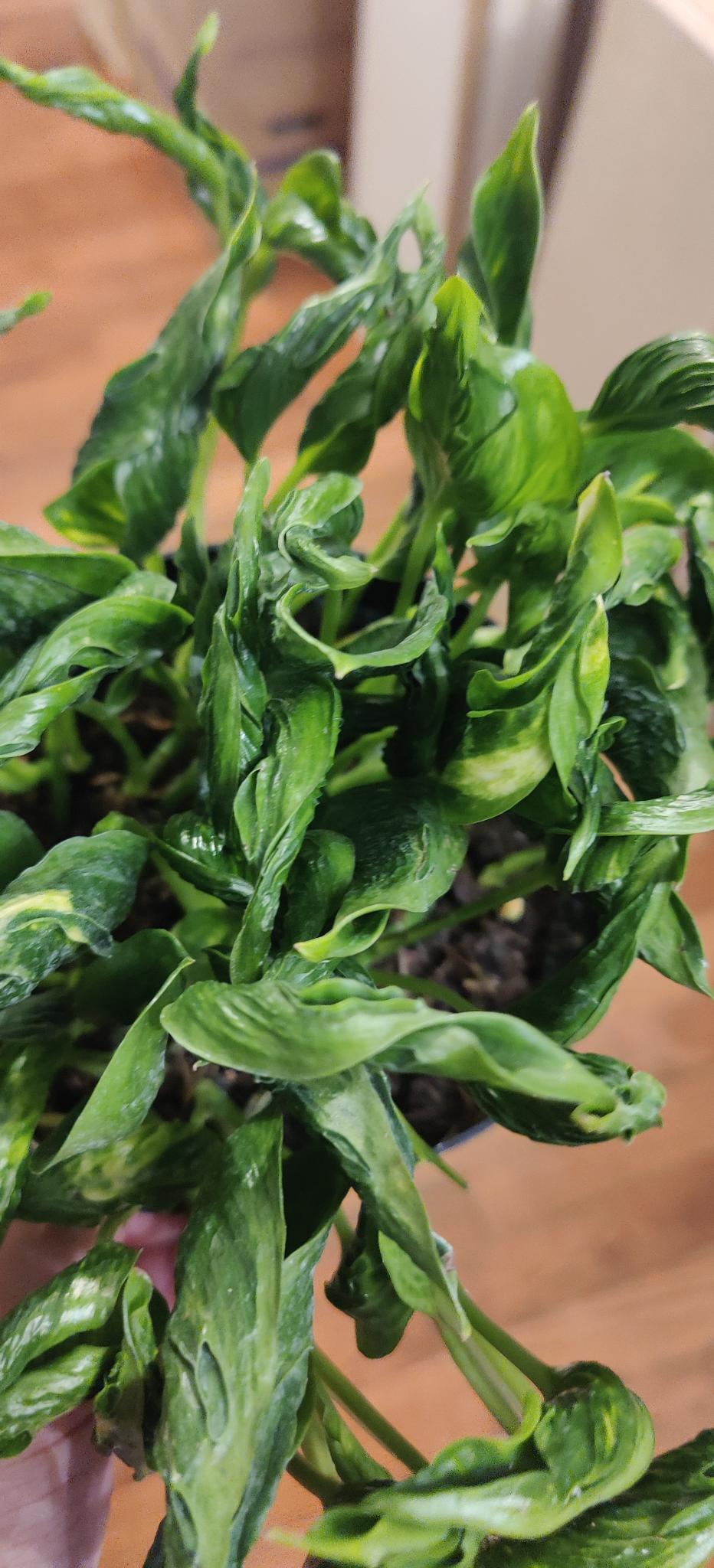 Variegated Shangri La Pothos