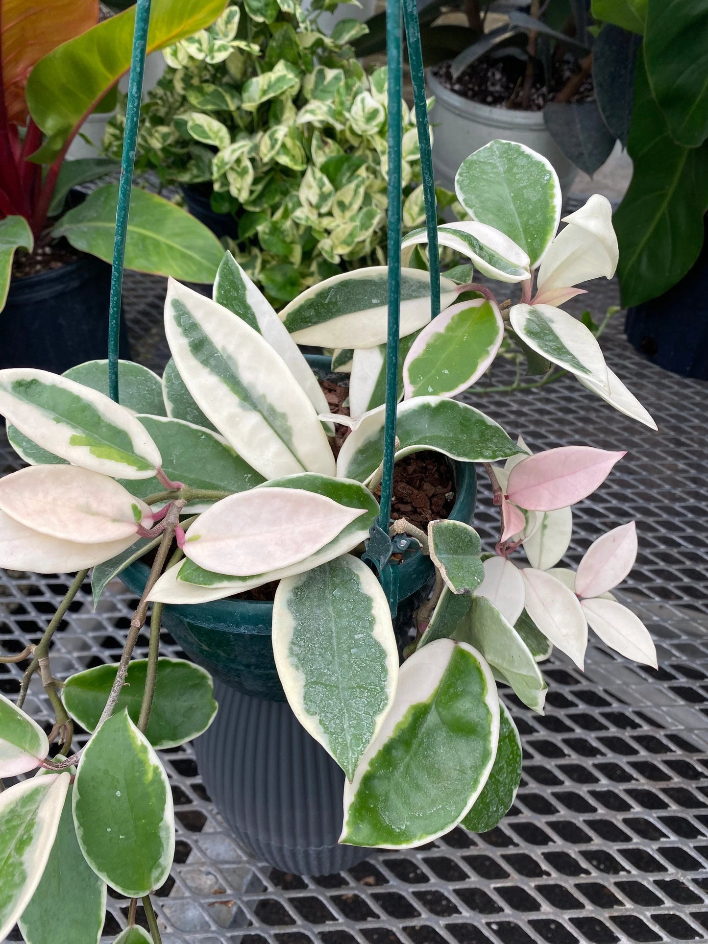 Hoya Carnosa Krimson Queen