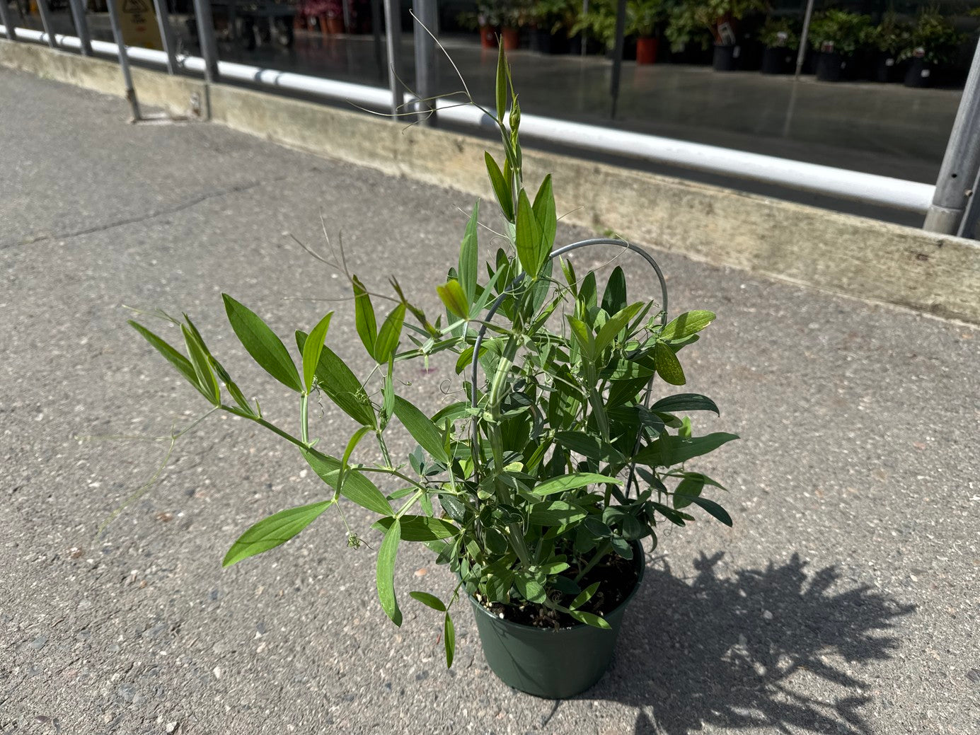 Sweet Pea Perennial 6"