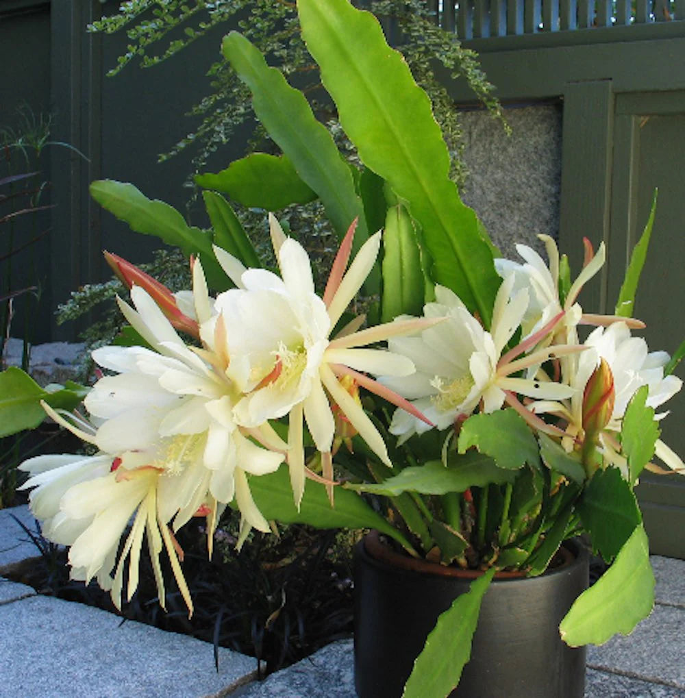 Epiphyllum Beavertail 8" Hanging Basket