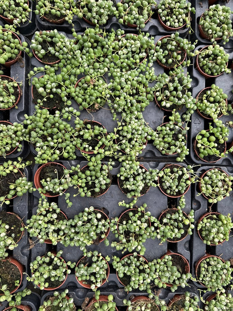 String of Pearls Marble