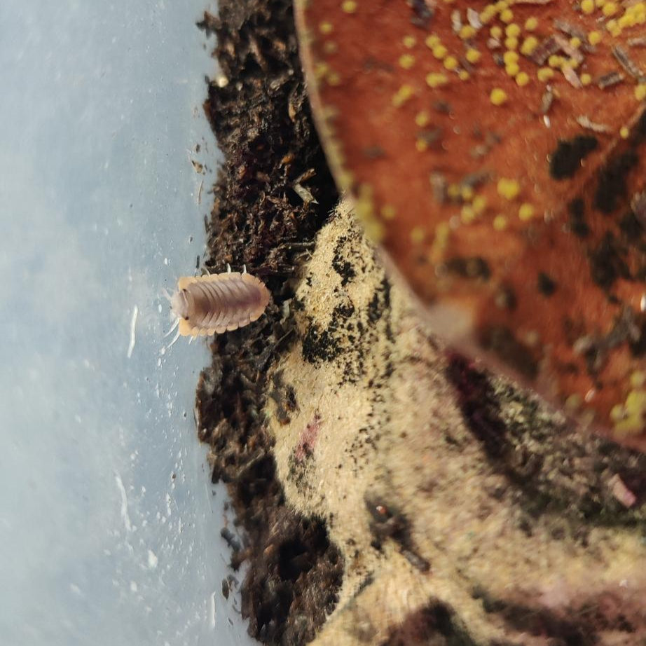 Cubaris sp. - Red Edge Isopods