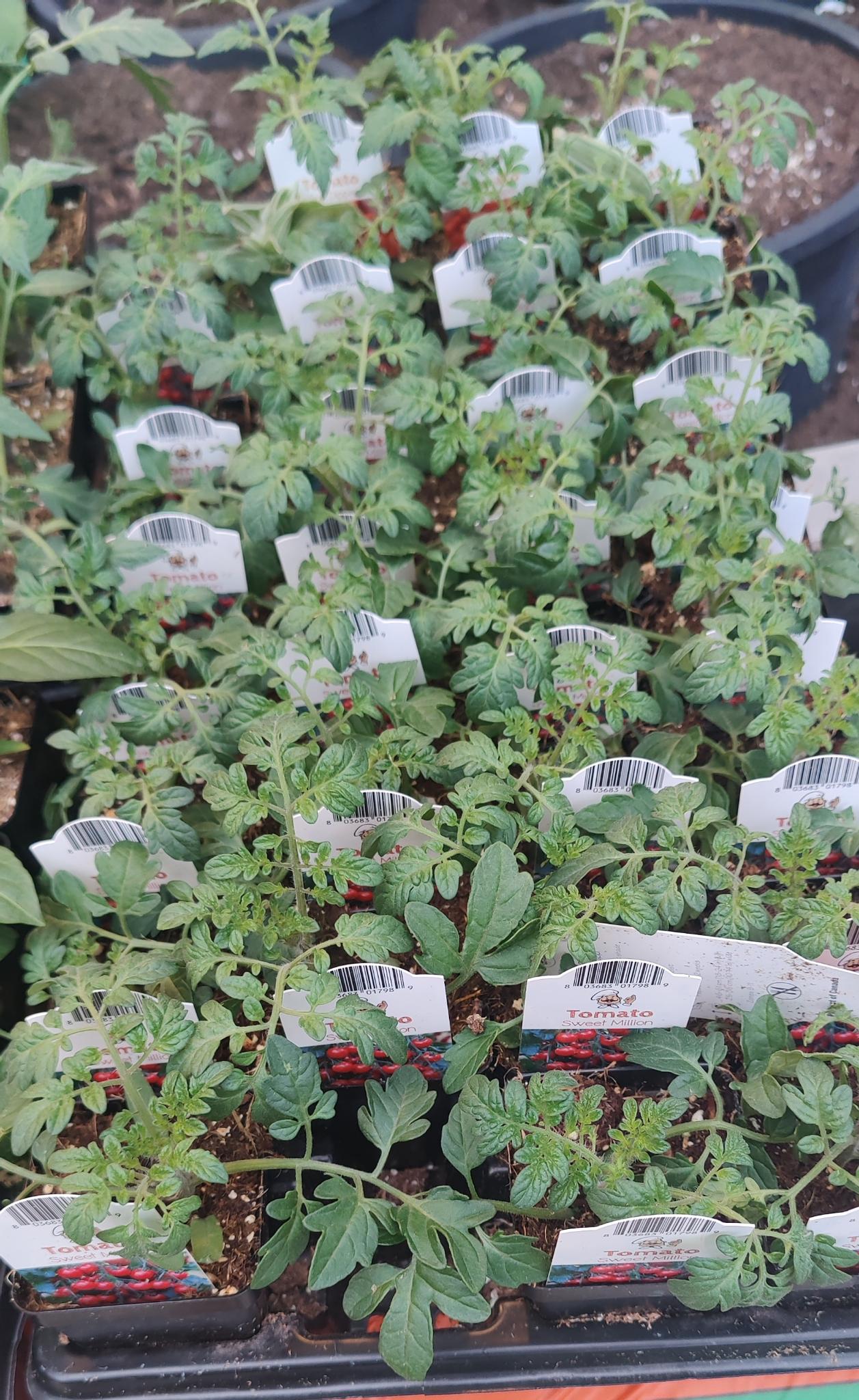 Tomato Sweet Million 2.5" Pot