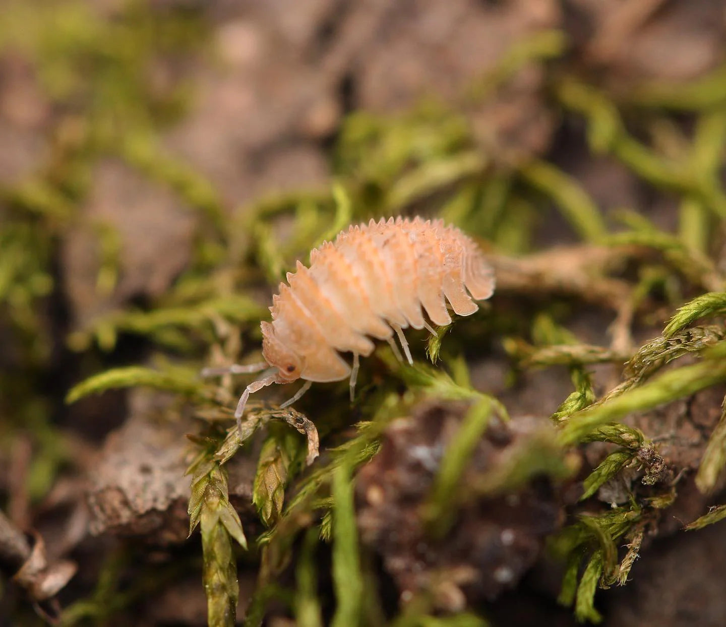 Cristarmadillidium Muricatum Pineapple