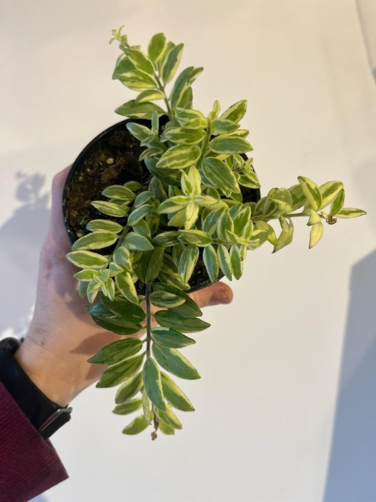4" Lipstick Plant Bolero Bicolore (Variegated Lipstick)