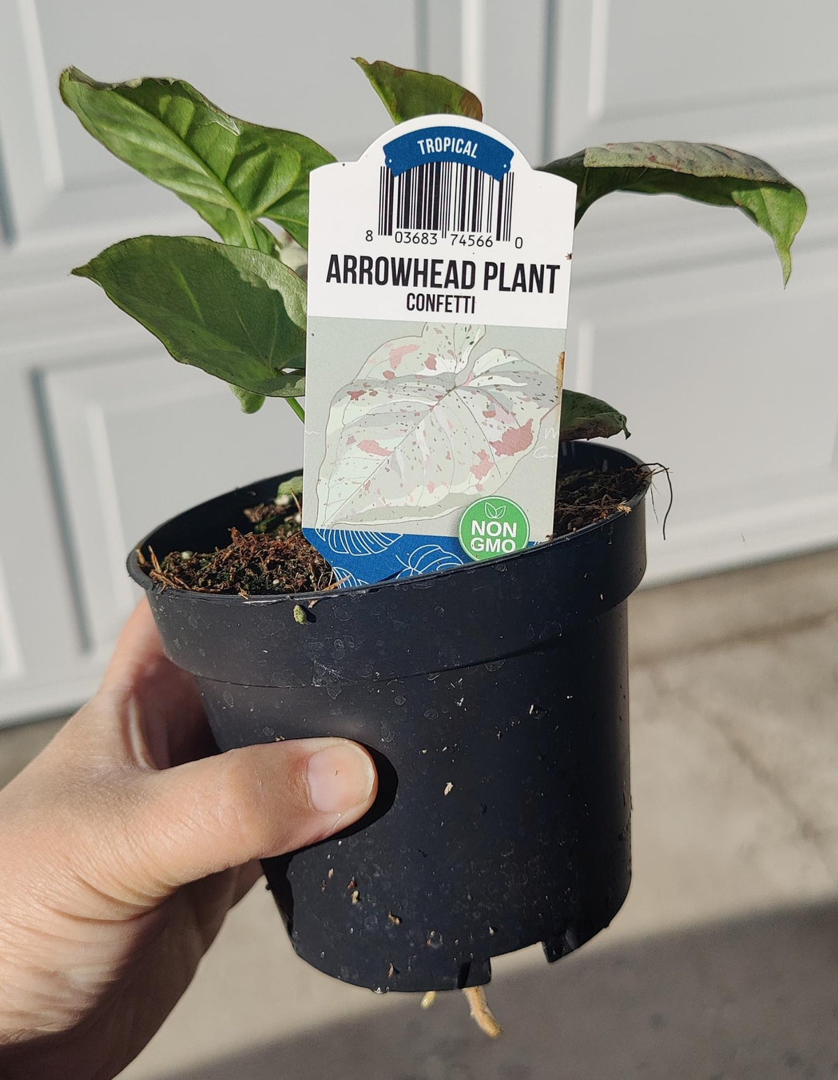 Syngonium Milk Confetti (Arrowhead)