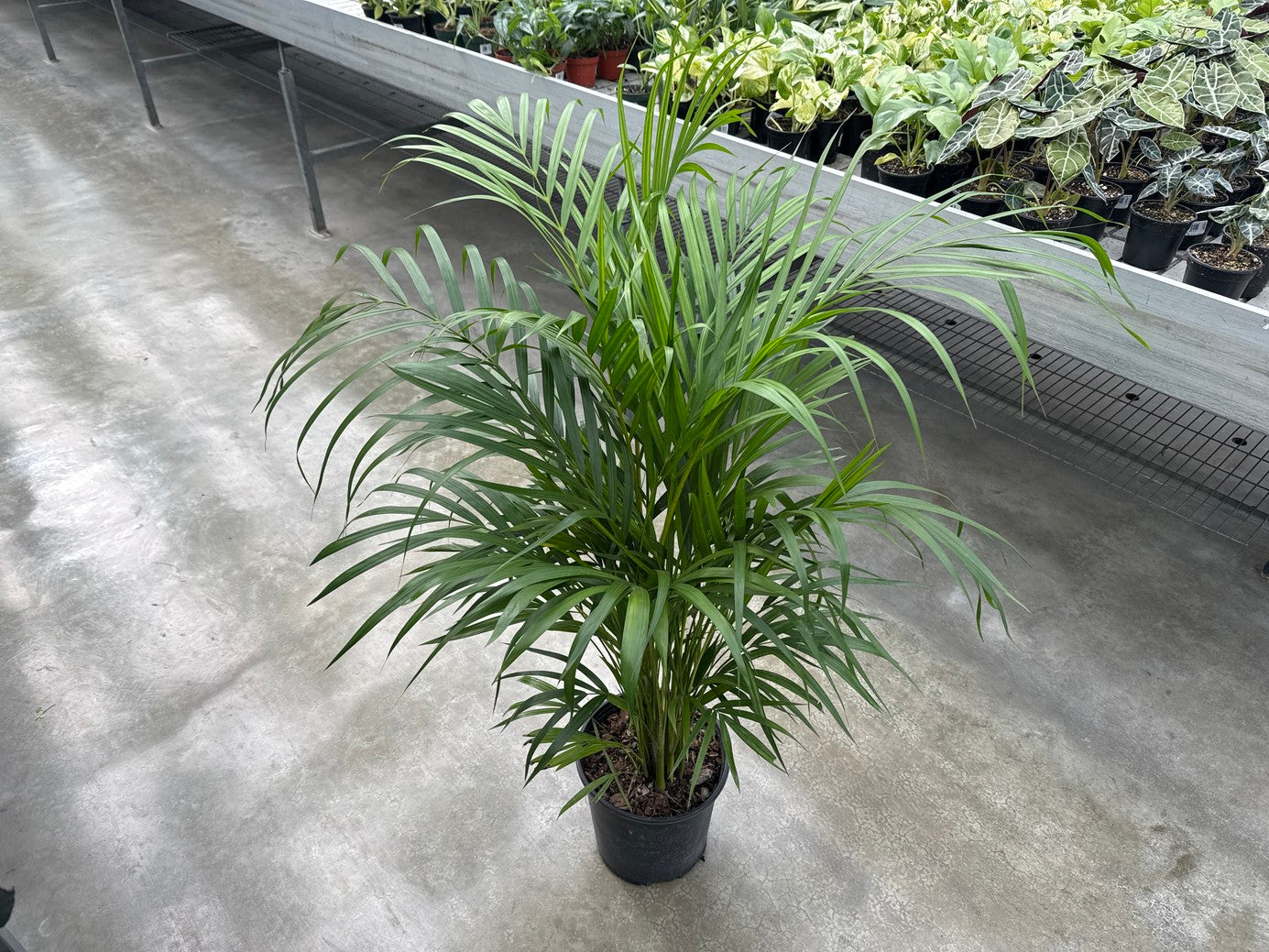 Areca Palm