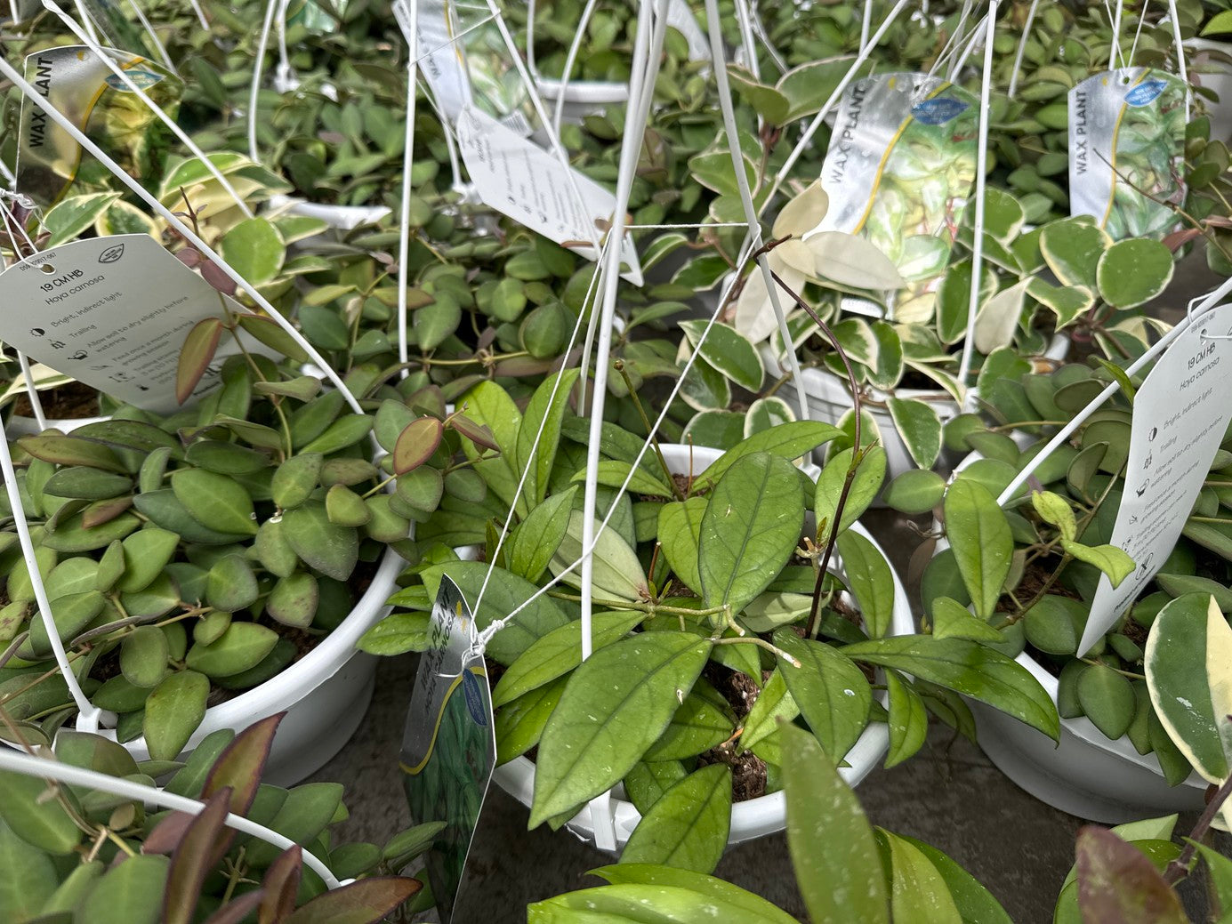 Common Potted Hoyas