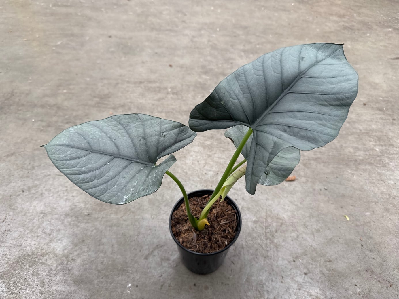 Alocasia Reginae