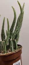 4" SENECIO STAPELIIFORMIS (PICKLE PLANT)