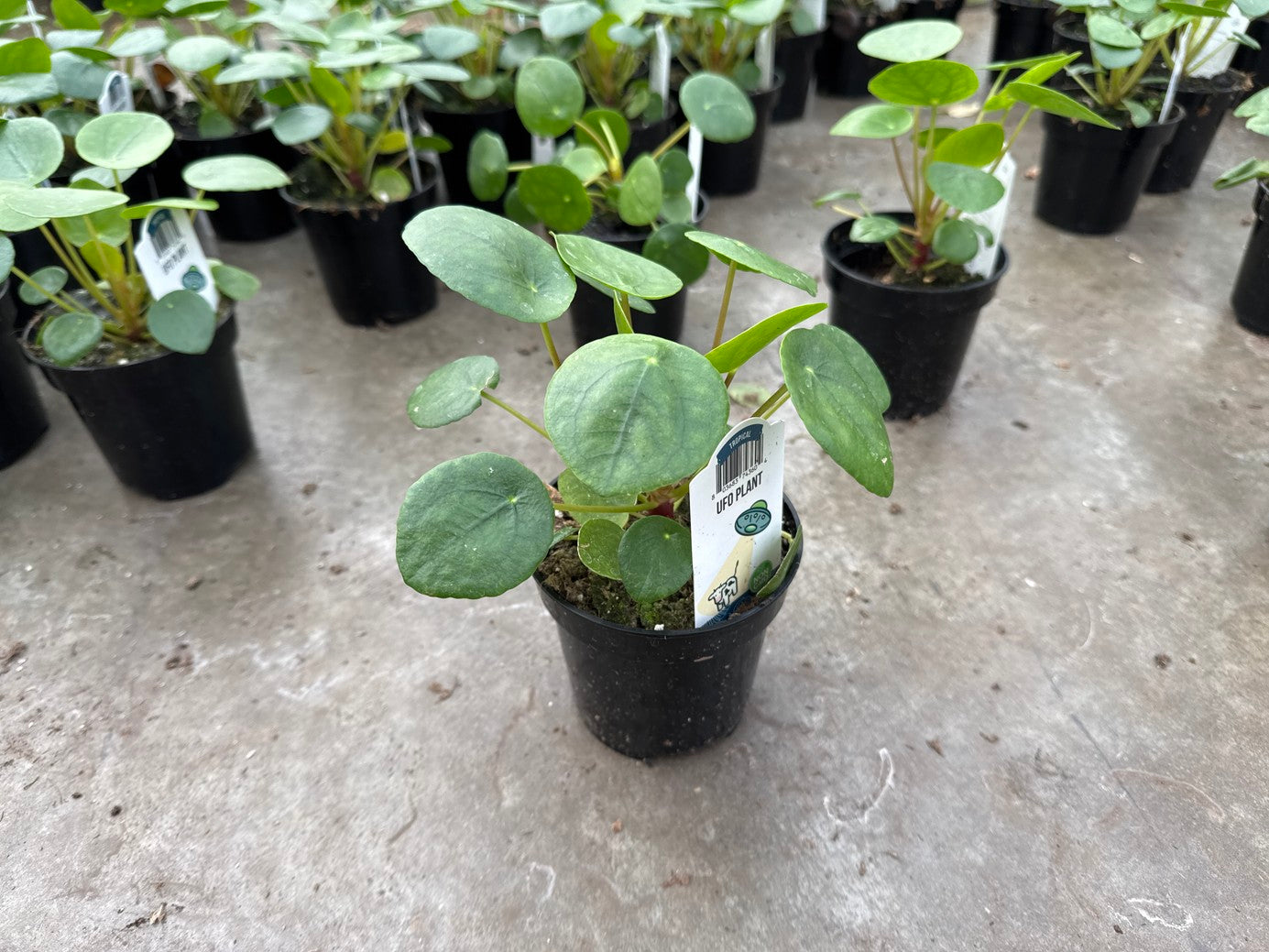 Pilea Peperomioides (Money Coin) AKA UFO
