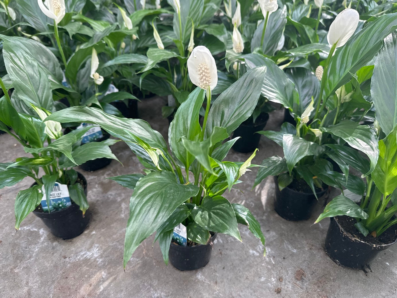Peace Lily