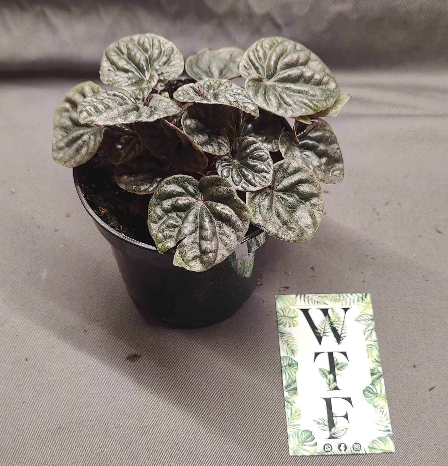Peperomia Abricos