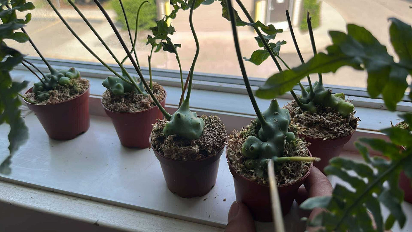 *Rare* Deparioides Ant Fern