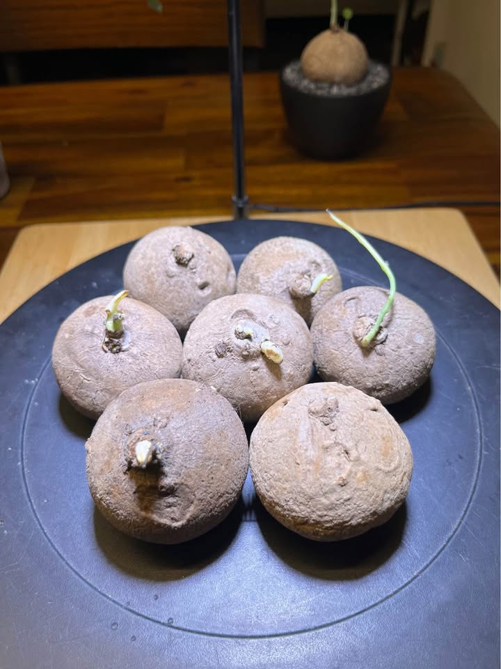 Stephania Erecta Caudex