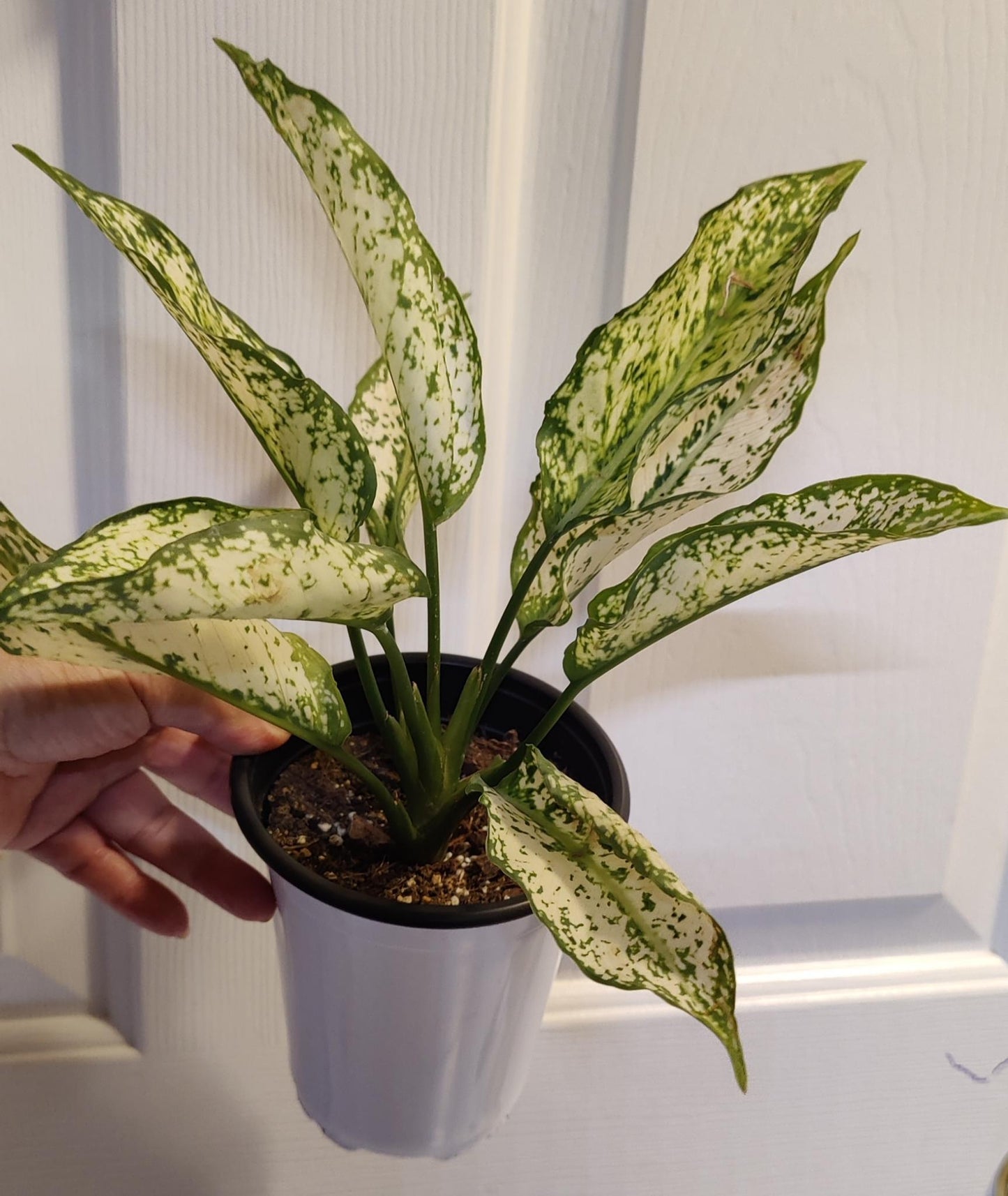 Aglaonema First Diamond "WHITE DIAMOND"