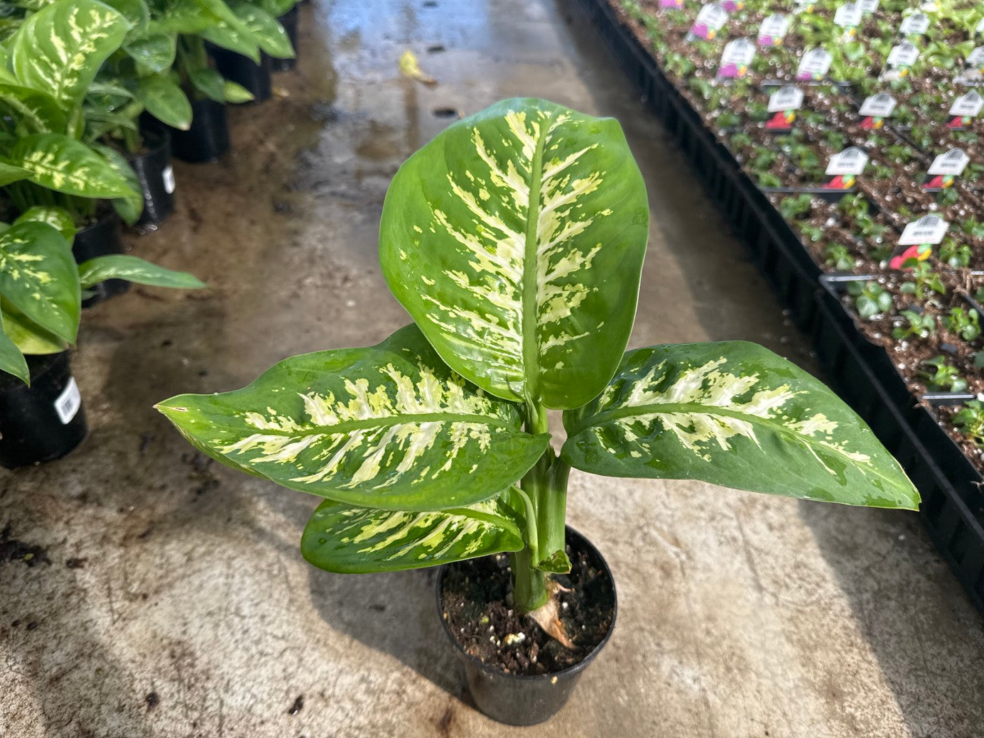 Dieffenbachia Assorted 4" Pot