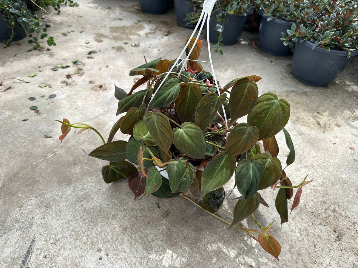 Philodendron Micans