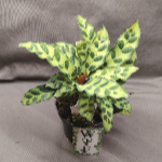 Calathea Rattlesnake