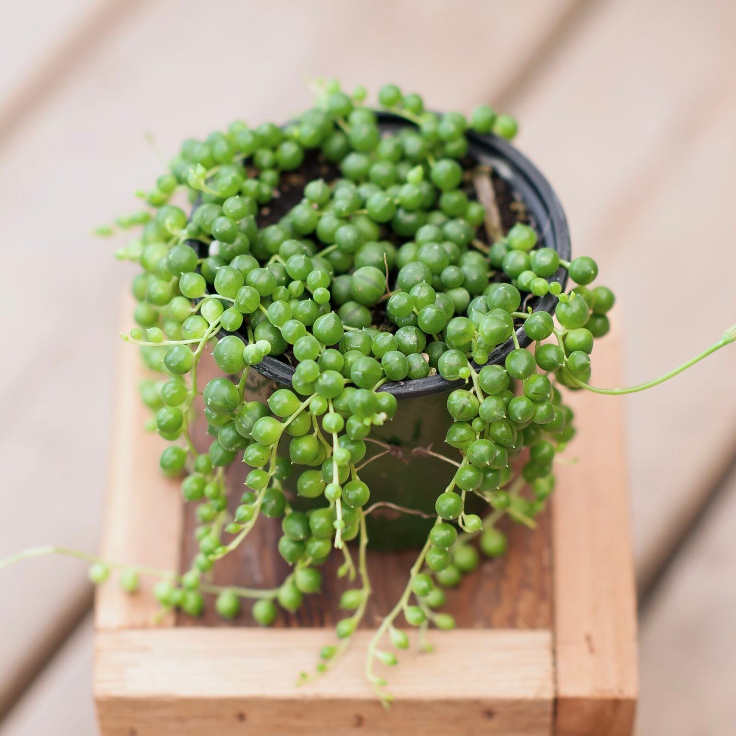 String of pearls