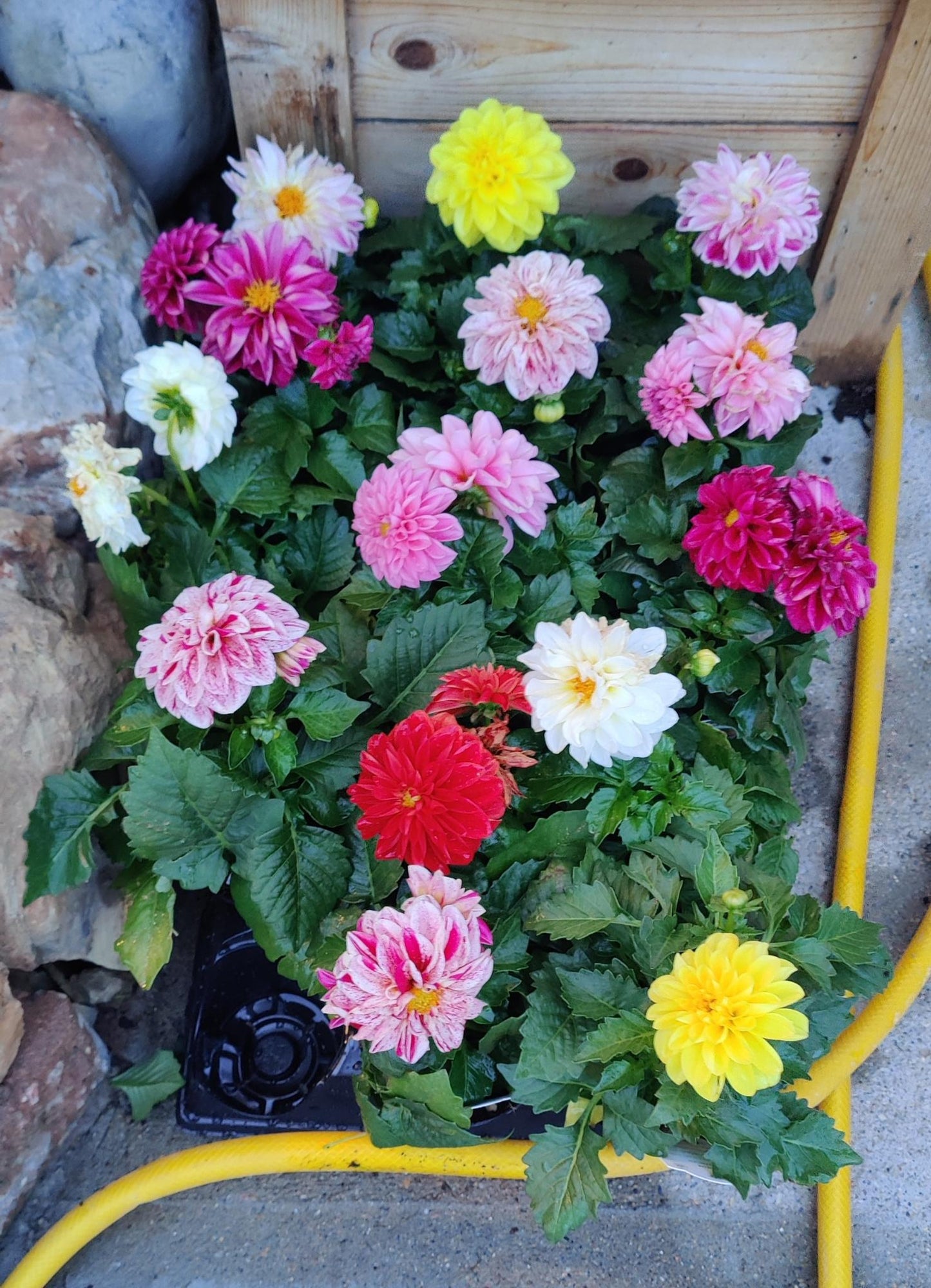 Dahlia Dalina® Assorted