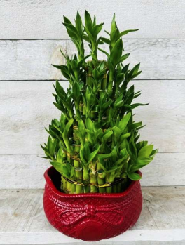 Lucky Bamboo Pagoda in Ceramic Pot
