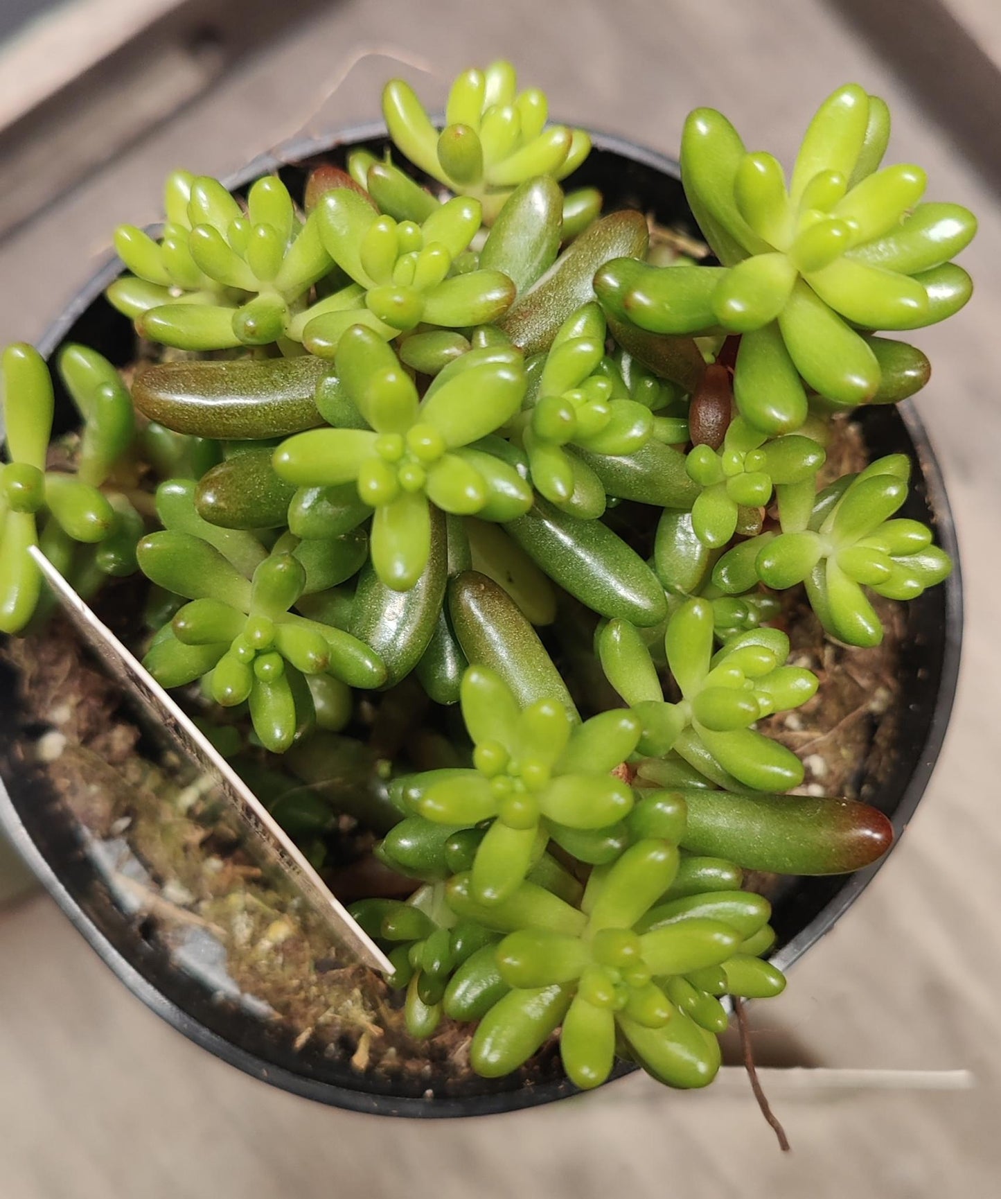 Sedum Jelly Bean