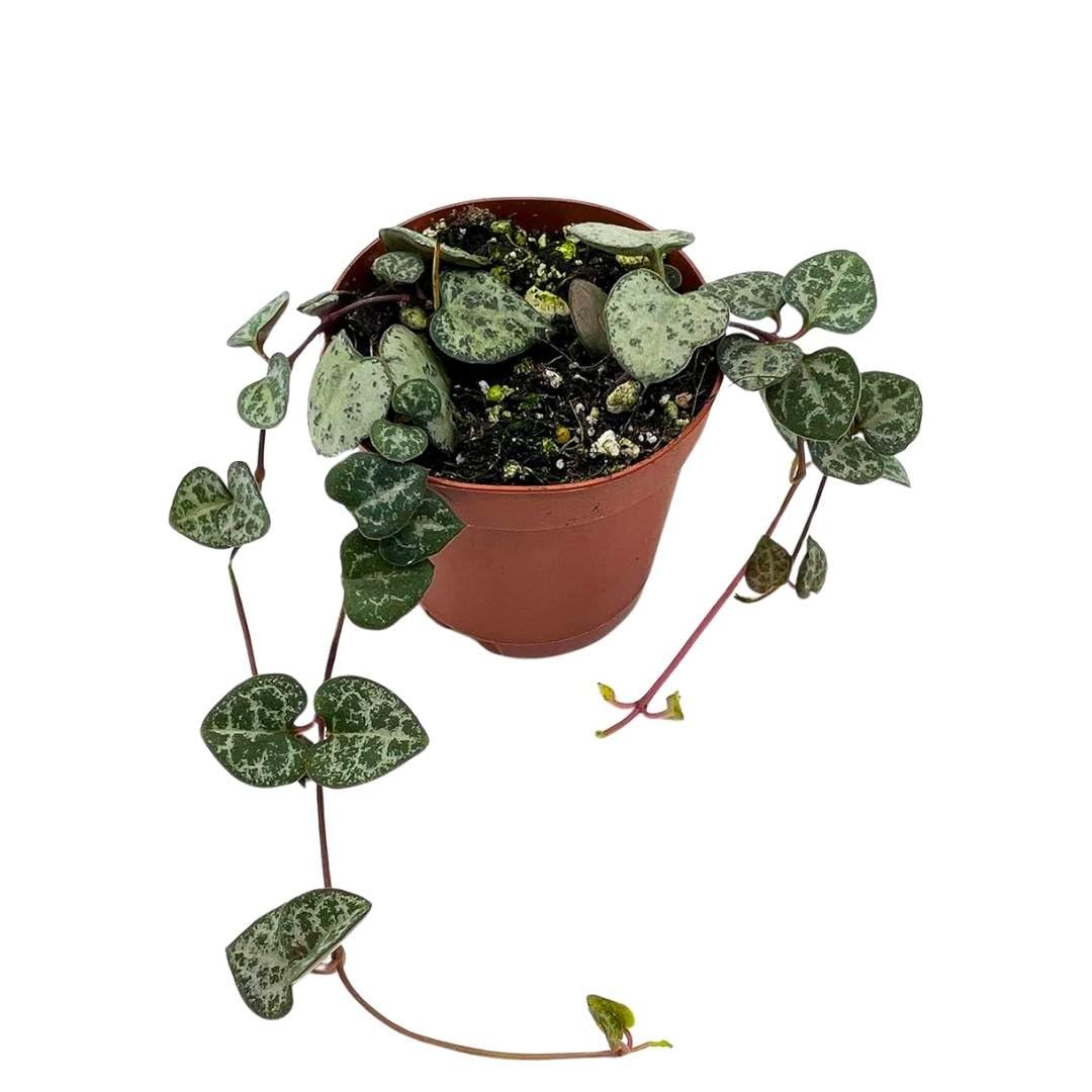 String of Hearts
