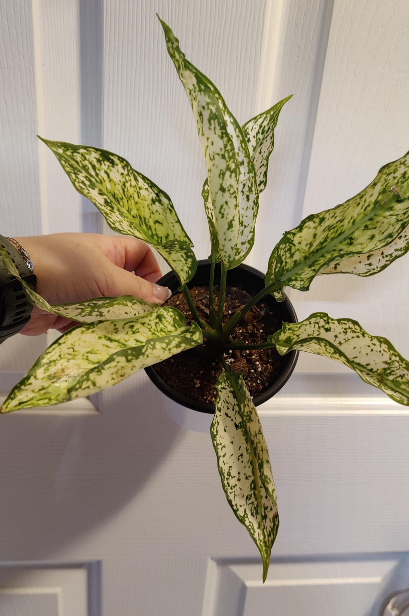 Aglaonema First Diamond "WHITE DIAMOND"