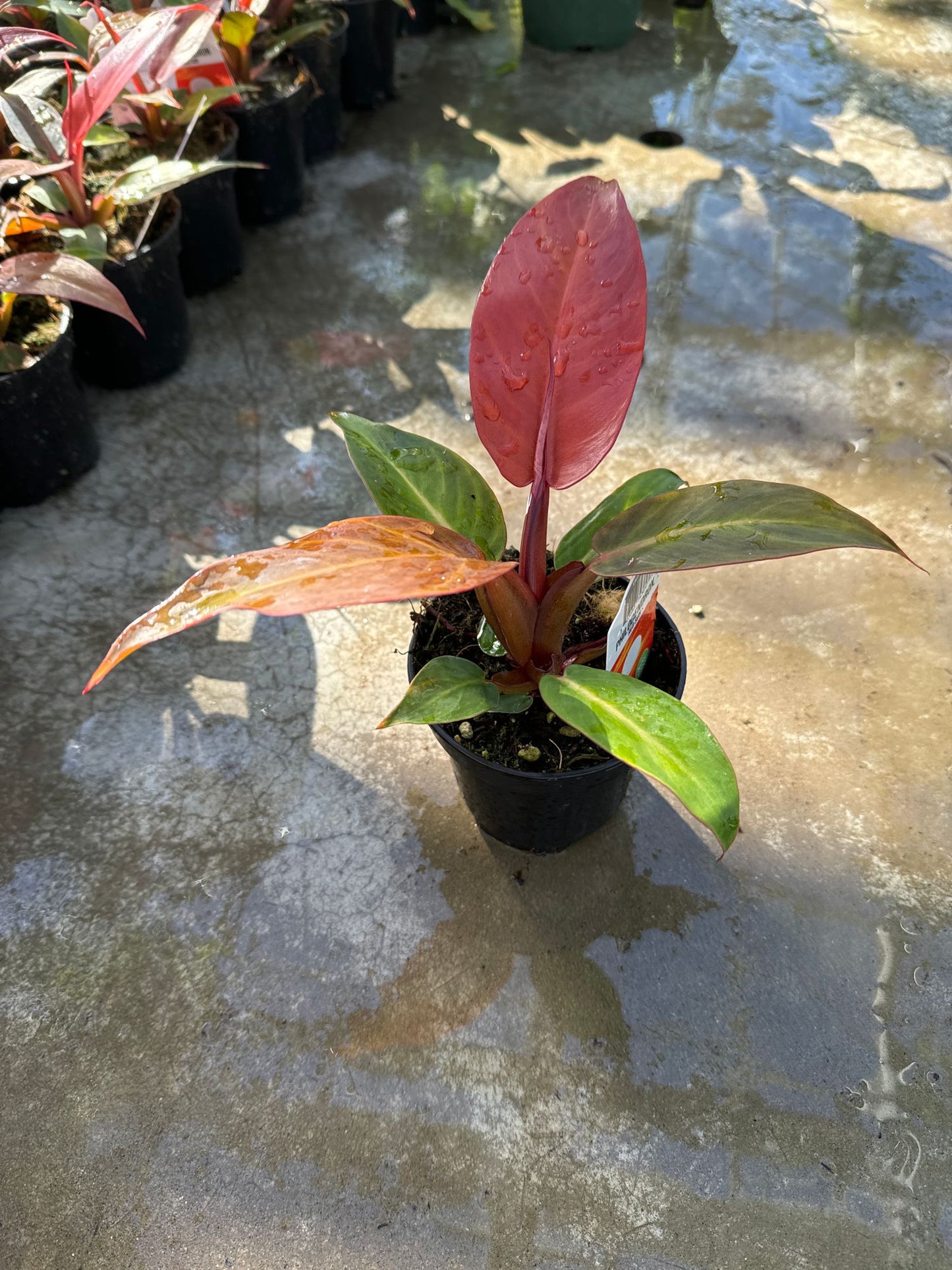 Philodendron Red Sun Large