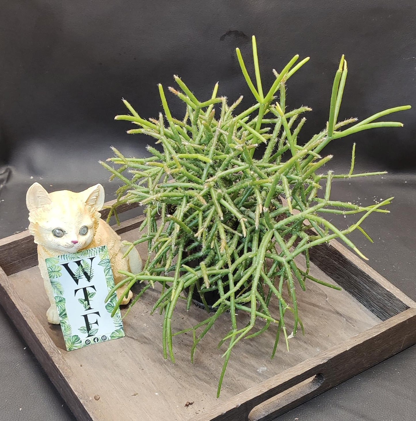 Mistletoe Cactus 4"