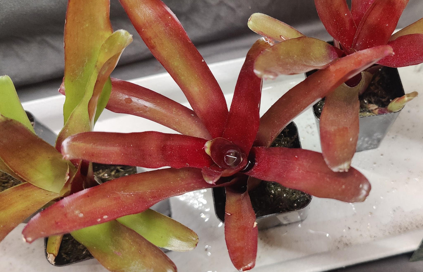 Bromeliads Neoregelia