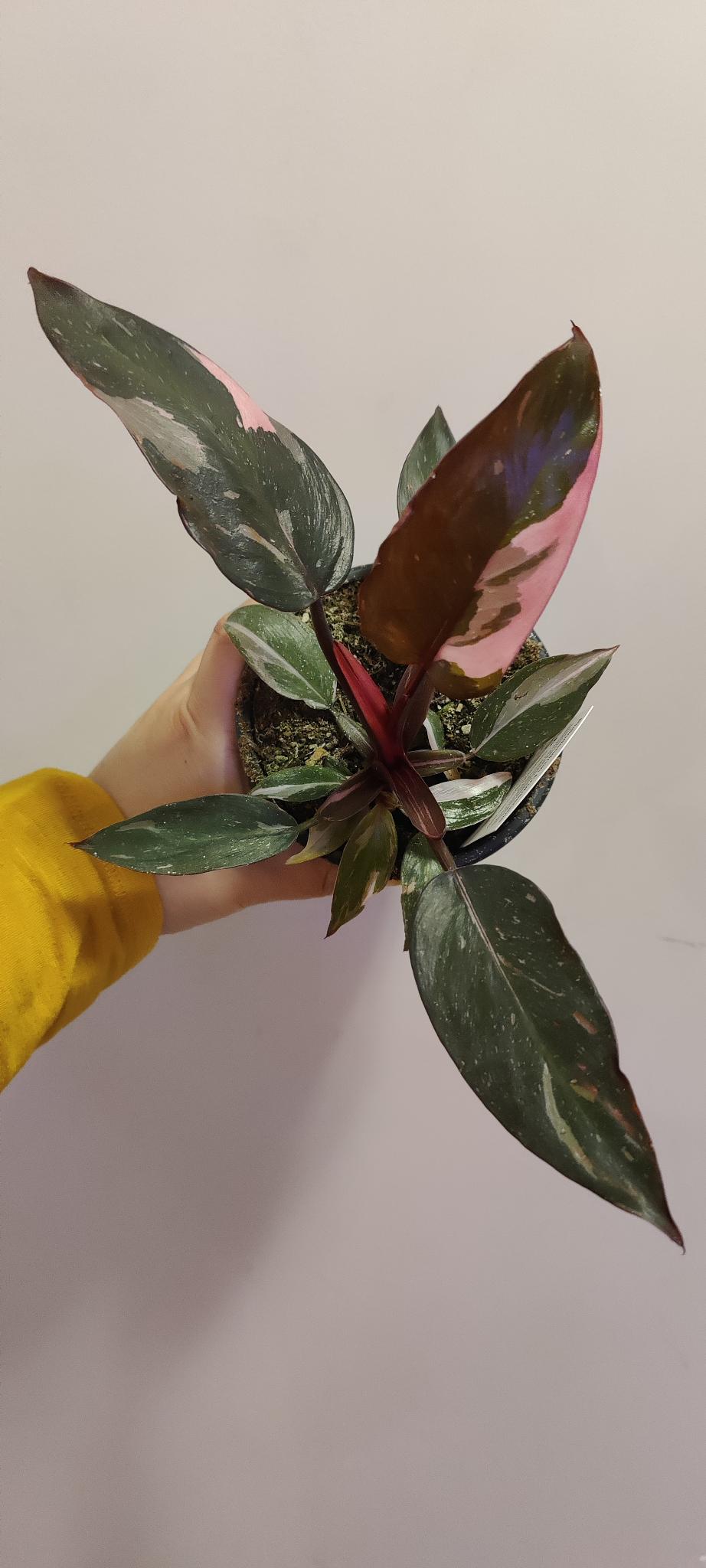 Philodendron Pink Princess 4"