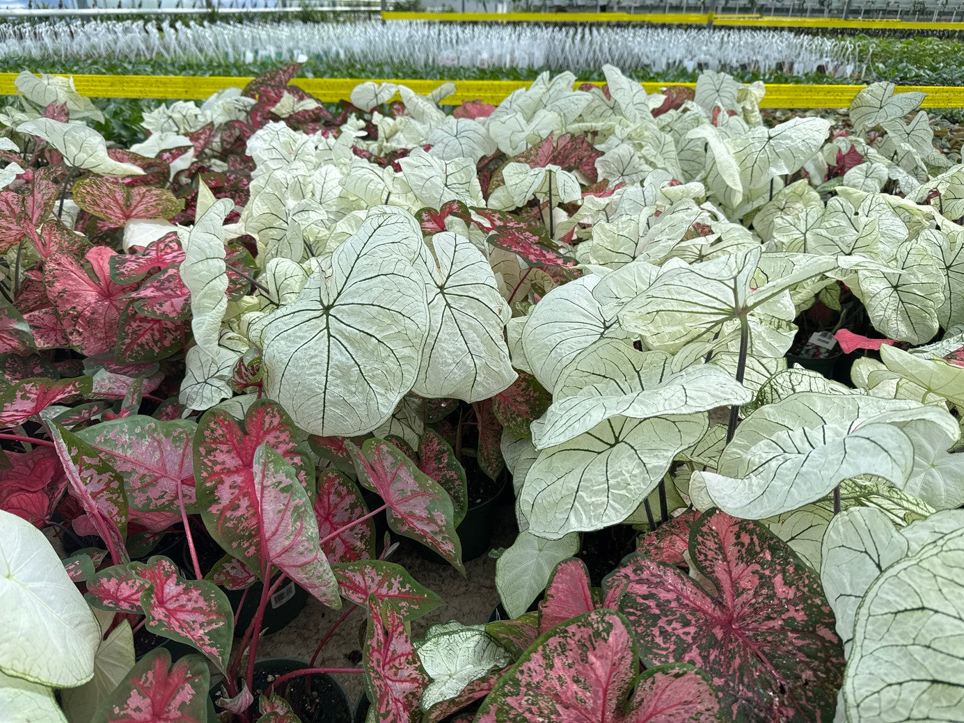 Caladium 6" Pot
