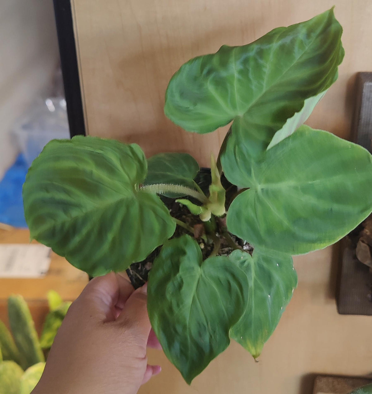 Philodendron Verrucosum Ecuador 4"