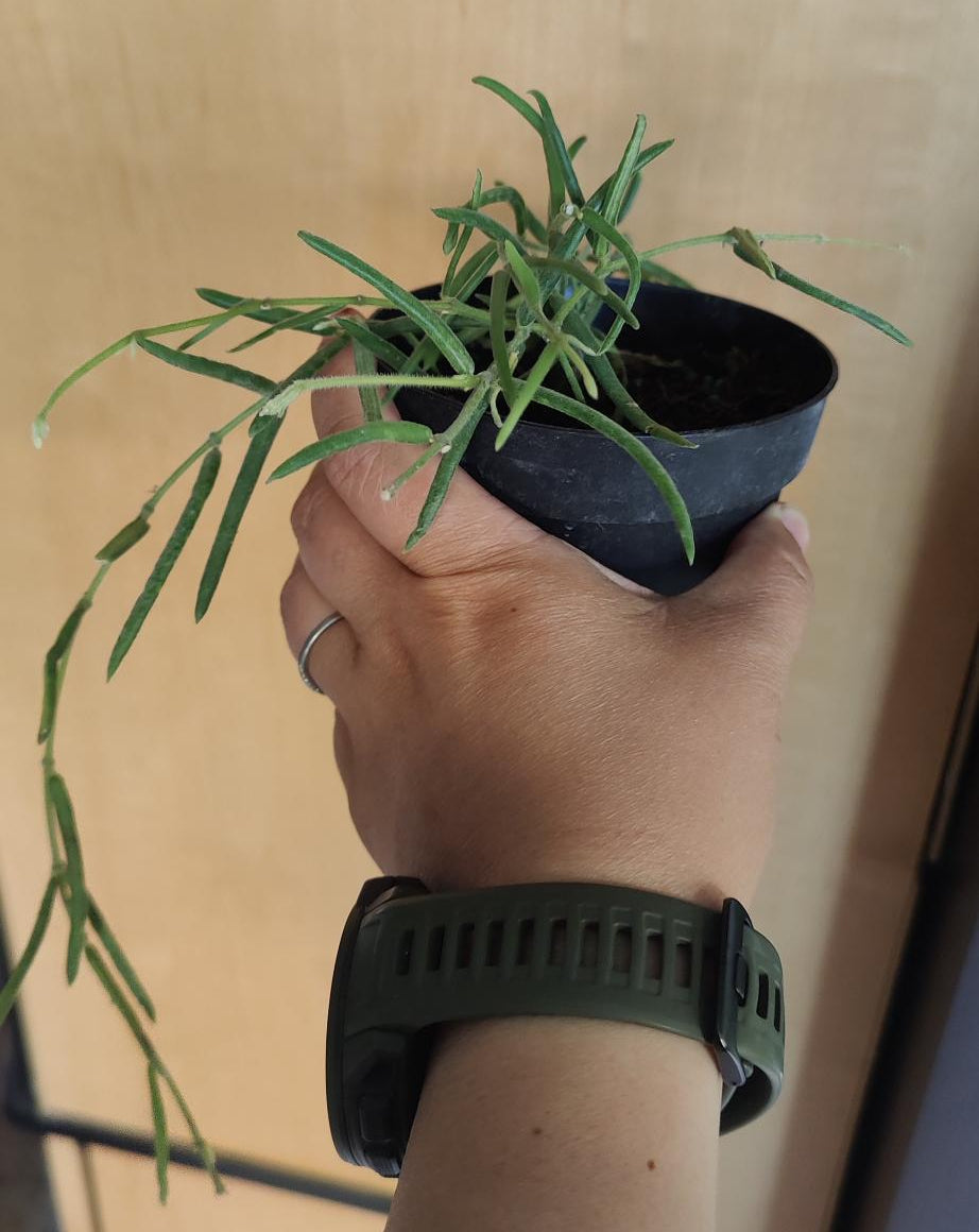 Hoya Linearis