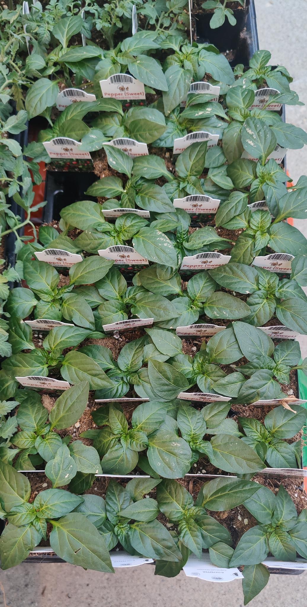 Pepper Sweet, Snackabelle Red 2.5" pot