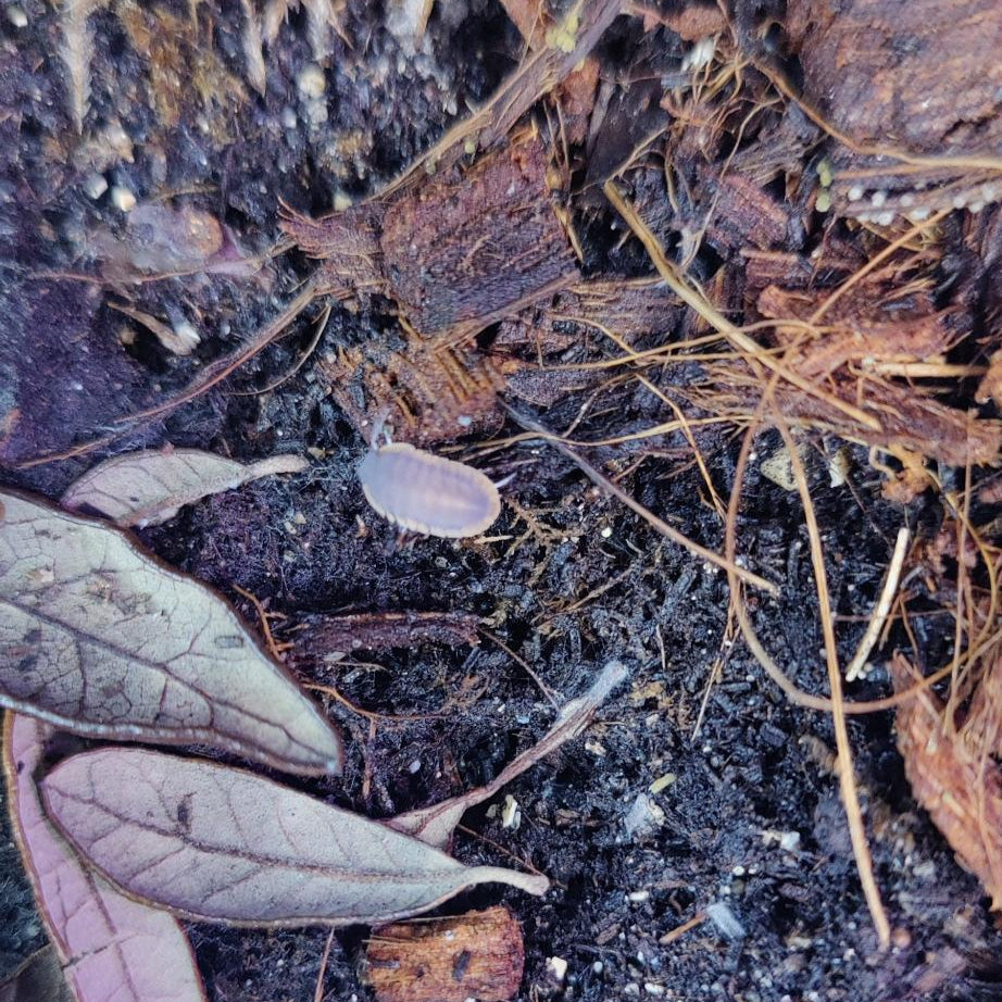 Cubaris sp. - Red Edge Isopods