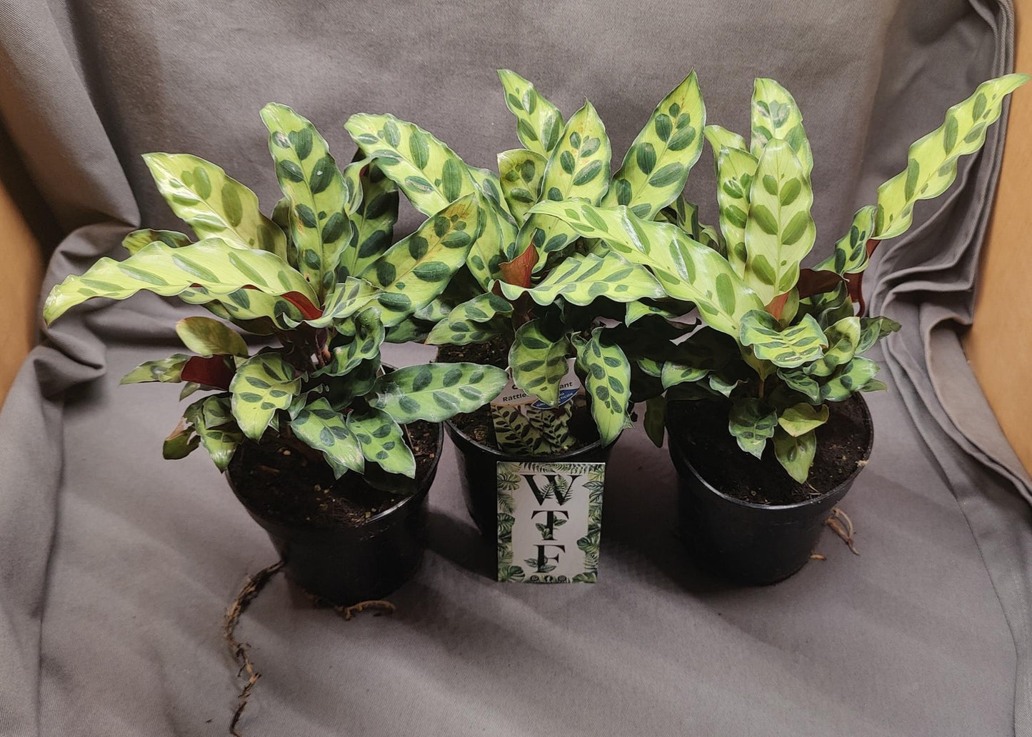 Calathea Rattlesnake