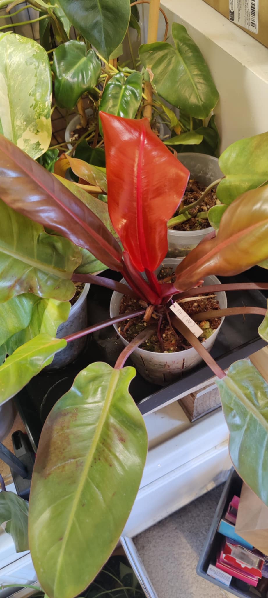 Philodendron Prince of Orange